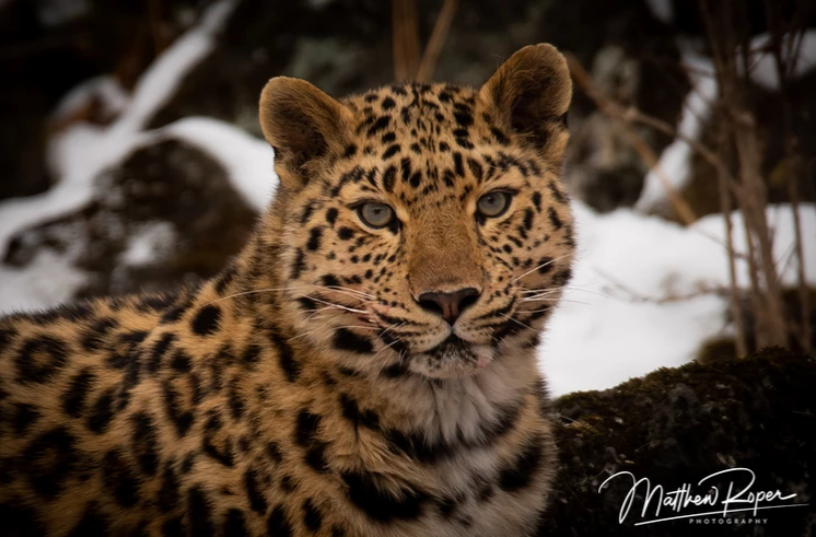 Редактирование англоязычной версии сайта (365)