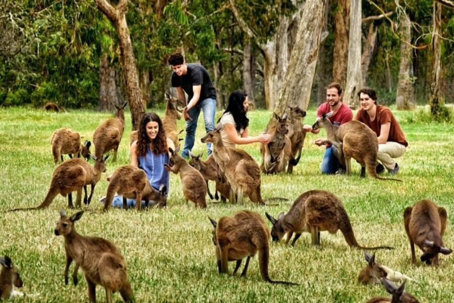 Цифровая трансформация малого бизнеса в Австралии (4553)